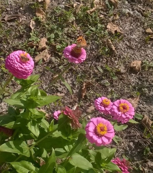 Vonzza a lepkéket, méhecskéket is!